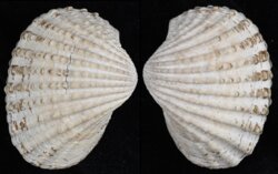 Anadara granosa