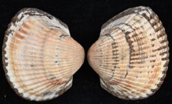 Anadara gibbosa