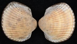 Anadara gibbosa
