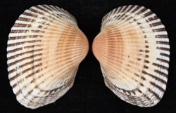 Anadara kagoshimensis