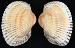 Anadara kagoshimensis