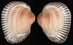 Anadara kagoshimensis