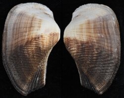 Arca ventricosa