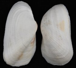 Trisidos tortuosa
