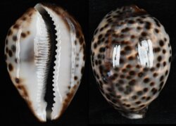 Cypraea tigris tigris