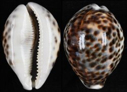 Cypraea tigris tigris