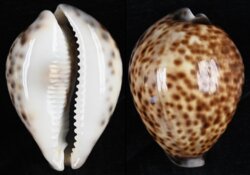 Cypraea tigris tigris