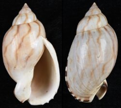 Casmaria erinacea