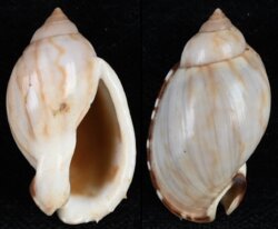 Casmaria erinacea