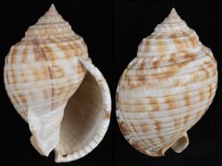 Semicassis undulata