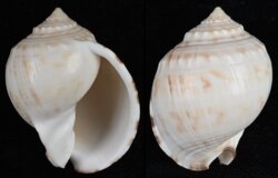 Semicassis pyrum