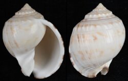 Semicassis pyrum