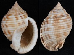 Semicassis granulata