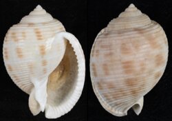 Semicassis bisulcata fma japonica