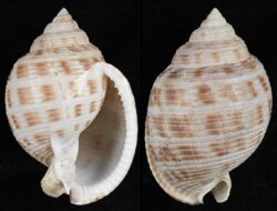Semicassis bisulcata fma japonica