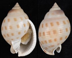 Semicassis bisulcata fma persimilis