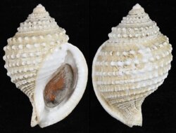 Galeodea leucodoma