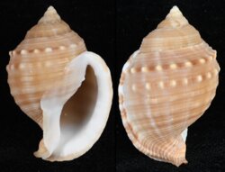 Galeodea echinophora