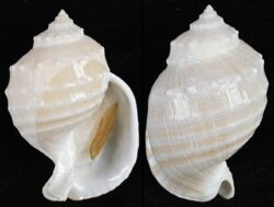 Echinophoria kurodai