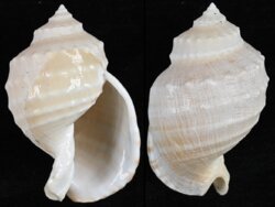 Echinophoria kurodai
