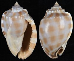 Phalium bandatum