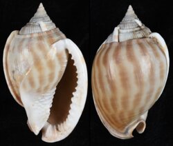 Phalium muangmani