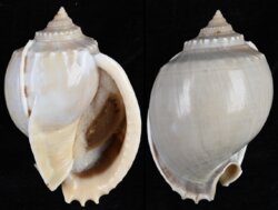 Phalium glaucum