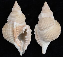 Distorsio reticularis