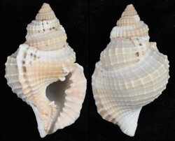 Distorsio reticularis