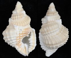 Distorsio constricta mcgintyi