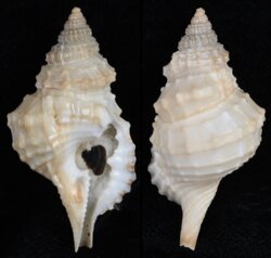 Distorsio decussata