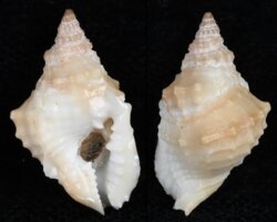 Distorsio constricta