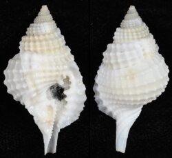 Distorsio clathrata