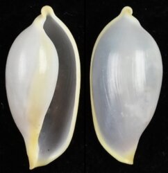 Contrasimnia xanthochila