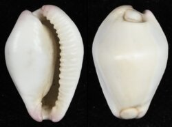 Calpurnus verrucosus