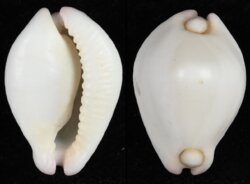 Calpurnus verrucosus