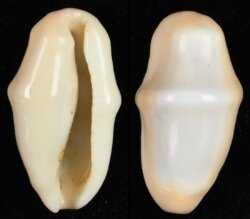 Cyphoma gibbosa