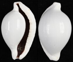 Ovula ovum