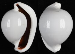 Ovula ovum