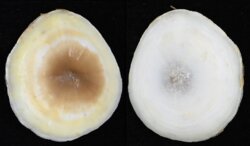 Umbraculum umbraculum