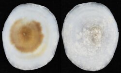 Umbraculum umbraculum