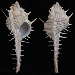 Murex maresinensis