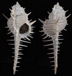 Murex maresinensis