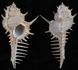 Murex maresinensis