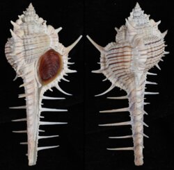 Murex maresinensis