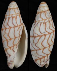Volutoconus bednalli