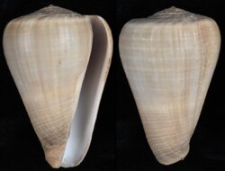 Dendroconus loroisii
