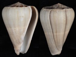 Dendroconus loroisii