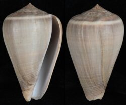 Dendroconus loroisii