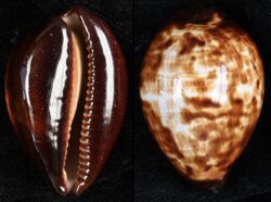 Zoila decipiens decipiens